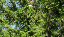 Zaključni klubski piknik Soriška planina 13.6.2015