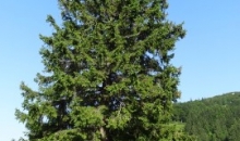 Zaključni klubski piknik Soriška planina 13.6.2015