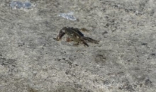 Letovanje Poreč, junij 2015