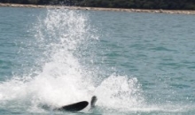 Letovanje Poreč, junij 2015